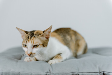 Studio portrait of a sitting tabby cat looking forward against a white backdground