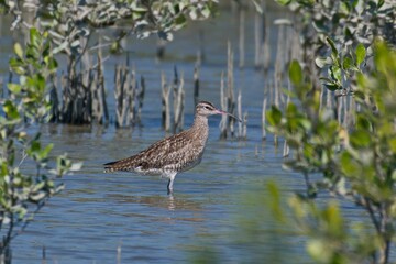 Fototapeta premium bird standing in water near plants and bushes in daytime time