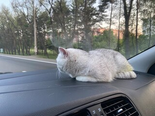 Grey cat on the car panel