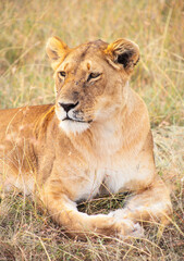 Fototapeta na wymiar Vertical shot of a lioness laying in the field