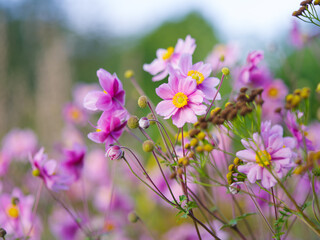Fototapeta na wymiar Japanese anemone flowers blooming in the garden in spring