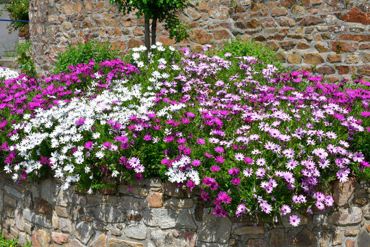 Joli massif d'Osteospermums en Bretagne