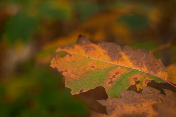 Close-up of a green and yellow leaf on a tree