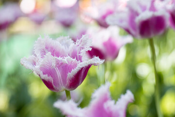 Purple Tulips in the Garden, flower field