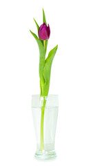 Single perfect pink cut tulip in a glass vase