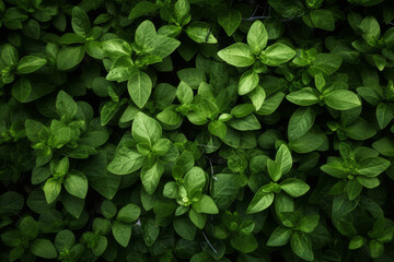 Fototapeta na wymiar Green foliage background, Generative ai