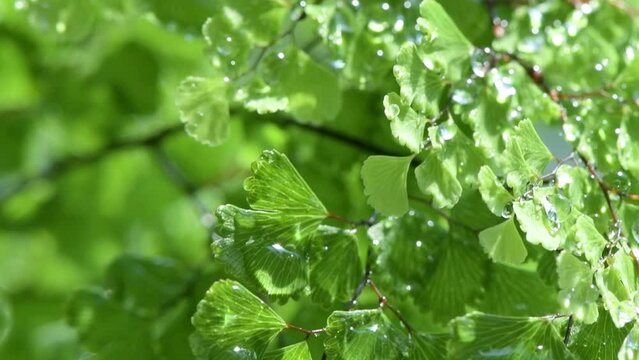 輝くグリーンと爽やかな新芽の葉と輝く美しい水滴と水玉