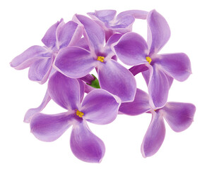 Obraz premium lilac flower isolated on white background, full depth of field