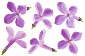 Fototapeta na wymiar lilac flower isolated on white background, full depth of field