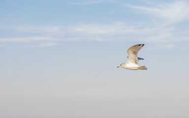 Fototapeta na wymiar Beautiful little seagull in flight in a bright cloudy sky on a sunny day