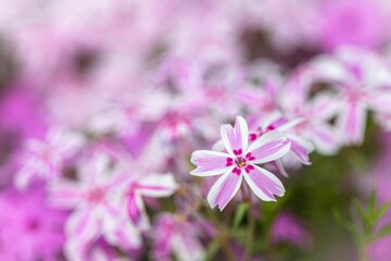 Closeup of delicate pink creeping phlox flowers in a beautiful sunny garden