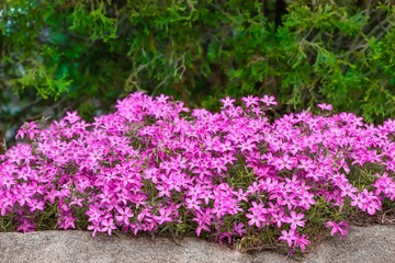 Bush of beautiful vibrant pink creeping phlox flowers surrounded by bright green leaves in a garden
