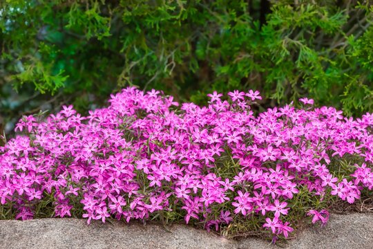 Bush of beautiful vibrant pink creeping phlox flowers surrounded by bright green leaves in a garden