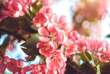 Blooming pink apple tree macro. Floral background