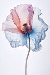 Fototapeta na wymiar Pink and blue poppy flower with stem on a white background, isolated, close-up, macro, Generative AI