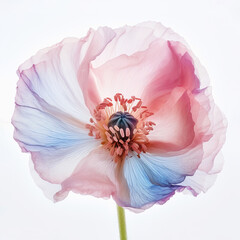 Pink and blue poppy flower on a white background, isolated, close-up, macro, Generative AI