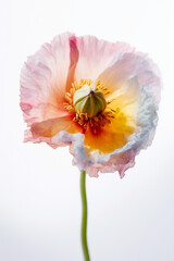 Pink and yellow poppy flower with a stem on a white background, isolated, close-up, macro, Generative AI