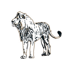 Simba color sketch with transparent background