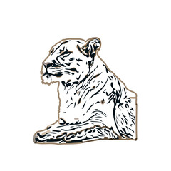 Simba color sketch with transparent background