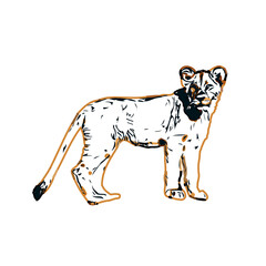 Simba color sketch with transparent background