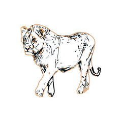 Simba color sketch with transparent background