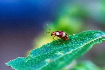 Closeup shot of a ladybug on a green leaf
