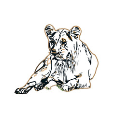 Simba color sketch with transparent background