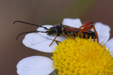 Round-necked longhorn (Stenopterus rufus) on a flower
