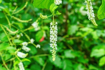 Flowering branch hanging from a tree on a nature background