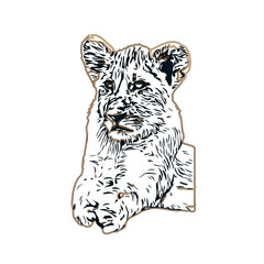 Simba color sketch with transparent background