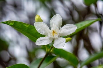 Obraz na płótnie Canvas White jasmine flower with a blurred background