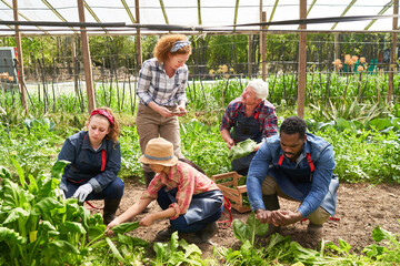 Multicultural farmers harvesting and discussing in organic farm