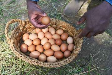 Farmer with brown eggs in basket at poultry farm