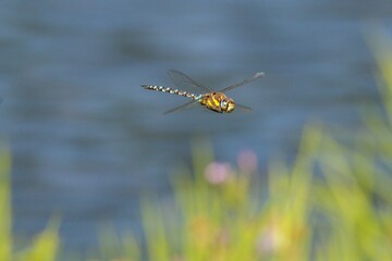 Closeup of a migrant hawker dragonfly flying over a field on a sunny day