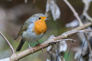 Obraz premium Closeup shot of a cute woodland robin perched on a branch