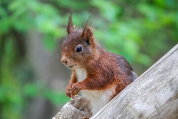 Closeup shot of a cute brown squirrel