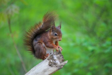 Naklejka na ściany i meble Closeup shot of a cute brown squirrel