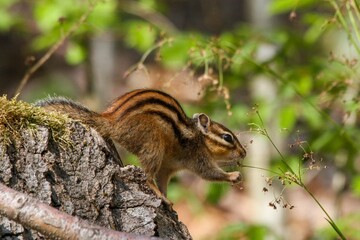 Closeup shot of a lovely and cute chipmunk