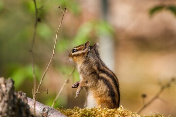 Closeup shot of a lovely and cute chipmunk
