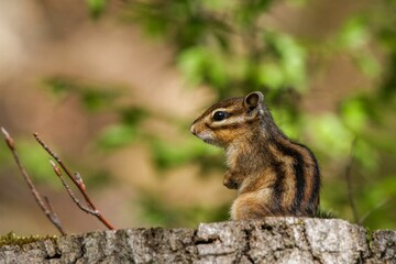 Closeup shot of a lovely and cute chipmunk