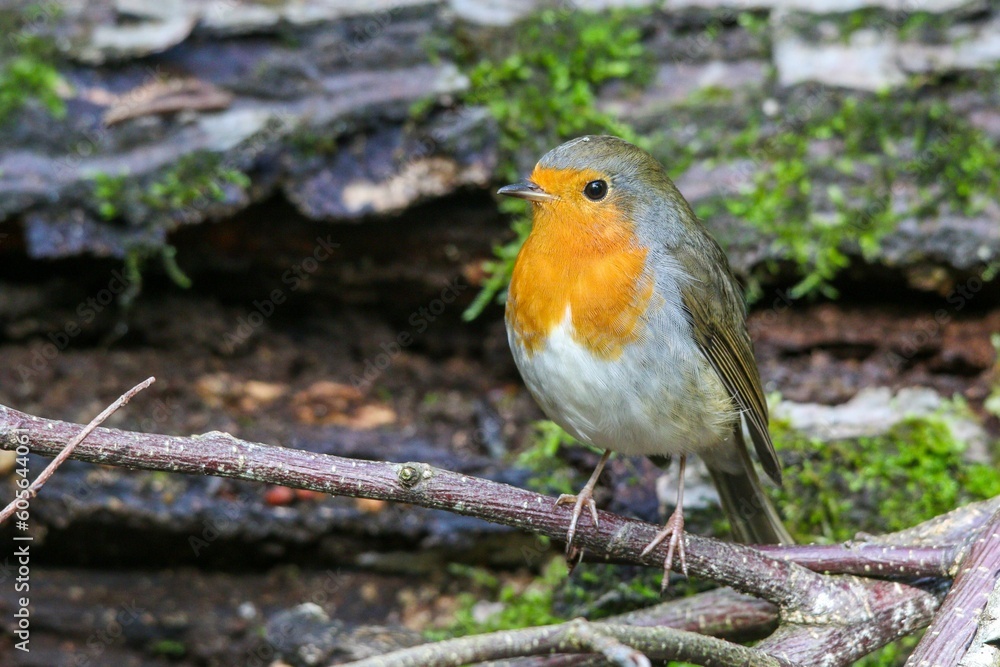 Sticker closeup of european robin bird sitting on a tree branch near mossy rocks on blurry background