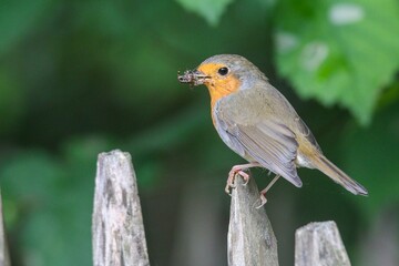 Closeup shot of a woodland robin with a bug in its beak on a perch