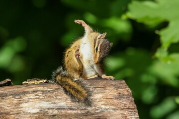 Closeup shot of a lovely and cute chipmunk