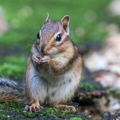 Obraz premium Closeup shot of a lovely and cute chipmunk