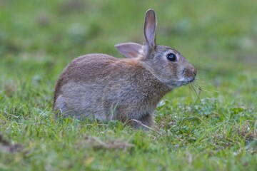 Fototapeta premium Closeup shot of a rabbit sitting on grass against blur background