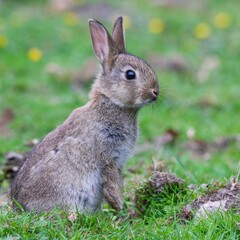 Naklejka na ściany i meble Closeup shot of a rabbit sitting on grass against blur background