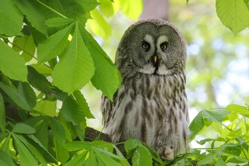 Closeup of a majestic great gray owl on a tree branch in an evergreen forest