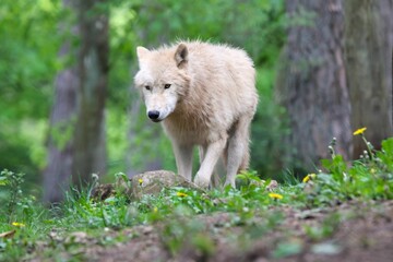 Naklejka na ściany i meble Majestic Arctic wolf in an evergreen forest