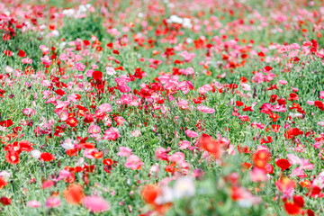 キラキラ可愛い満開のポピー畑