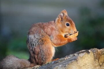 Closeup of a beautiful squirrel eating in a forest on a blurred background